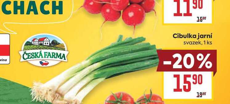 Cibulka jarní svazek, 1 ks