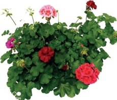 Pelargonie hybridní (Pelargonium Hybrid)