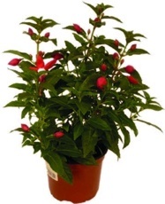 Fuchsie (Fuchsia) Bella