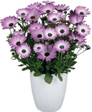 Kopretina kapská - Paprskovka (Osteospermum)