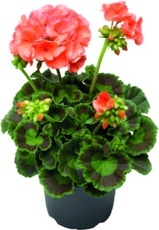 Muškát vzpřímený (Pelargonium zonale)