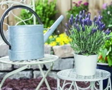 Levandule smilovitá (Lavandula stoechas)