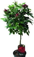 Růže (Rosa) na kmínku červená