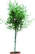 Olivovník evropský (Olea europaea) mini