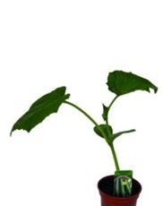 Okurka (Cucumis sativus) K9