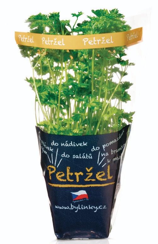 Petržel kadeřavá v květináči, 1 KS