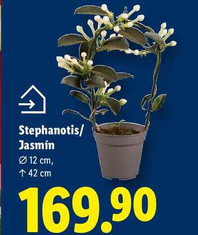 Stephanotis/Jasmín