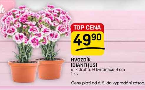 HVOZDÍK (DIANTHUS) mix druhů, Ø květináče 9 cm 1 ks 