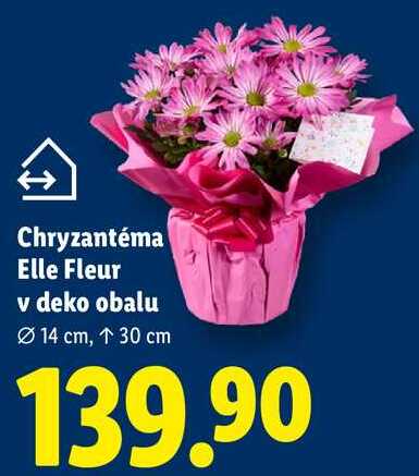 Chryzantéma Elle Fleur v deko obalu 