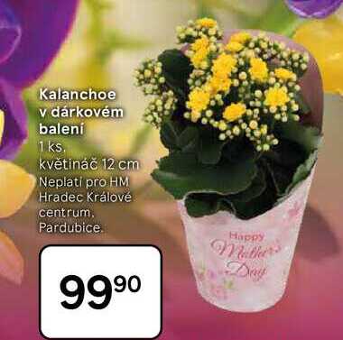 Kalanchoe v dárkovém balení, 1 ks, květináč 12 cm  