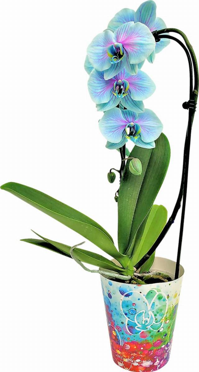 Orchidea Cascade