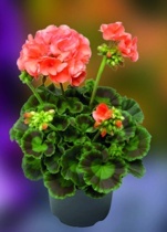 MUŠKÁT VZPŘÍMENÝ (PELARGONIUM ZONALE) "DARKLINE"