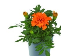 AKSAMITNÍK (TAGETES PATULA)