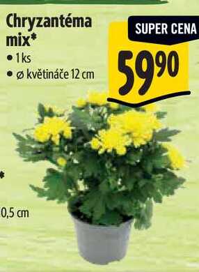 Chryzantéma mix