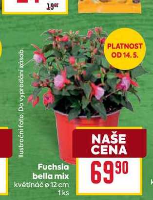 Fuchsia bella mix 1 ks