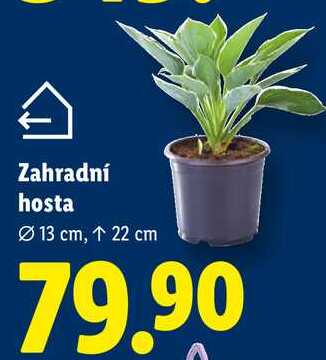 Zahradní hosta 