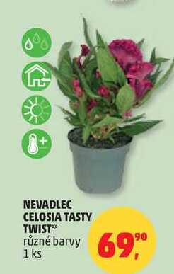  Nevadlec celosia tasty twist, 1 ks