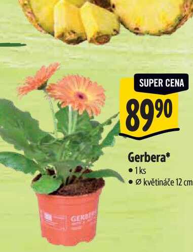 Gerbera, pr. květináče 12 cm