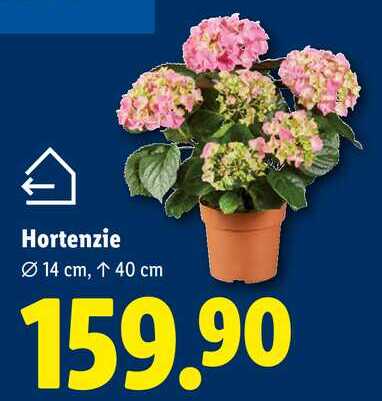 Hortenzie 