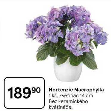 Hortenzie Macrophylla, 1 ks, květináč 14 cm 
