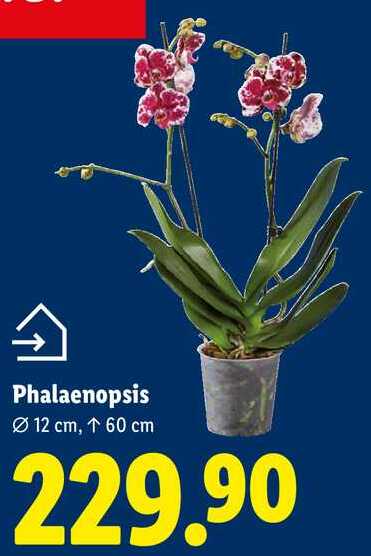 Phalaenopsis, Ø12 cm