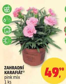 ZAHRADNÍ KARAFIÁT