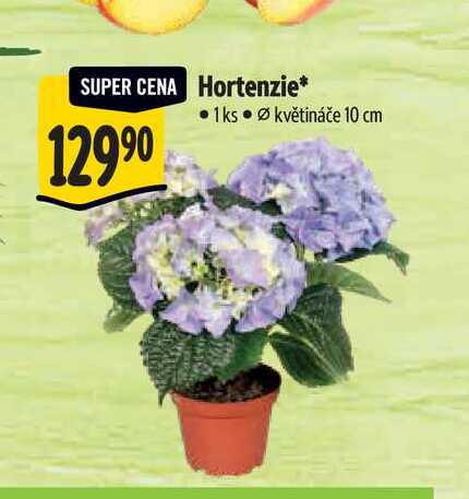 Hortenzie, pr. květináče 10 cm