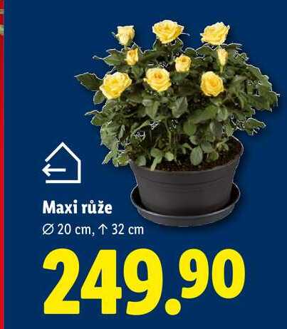 Maxi růže
