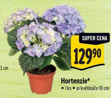 Hortenzie