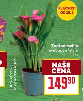 Zantedeschia květináč o 13 cm