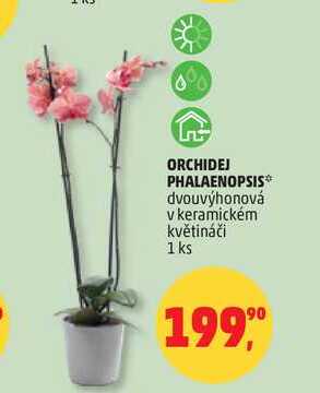 ORCHIDEJ PHALAENOPSIS dvouvýhonová v keramickém květináči, 1 ks