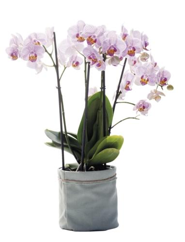 Phalaenopsis 1 výhon, 1 KS