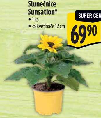 Slunečnice Sunsation