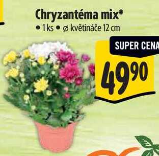 Chryzantéma mix