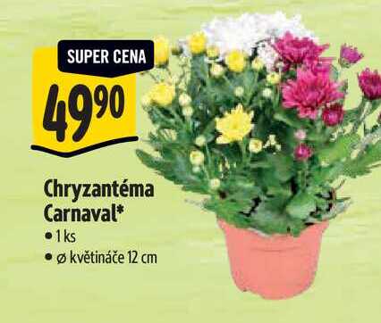 Chryzantéma Carnaval, pr. květináče 12 cm