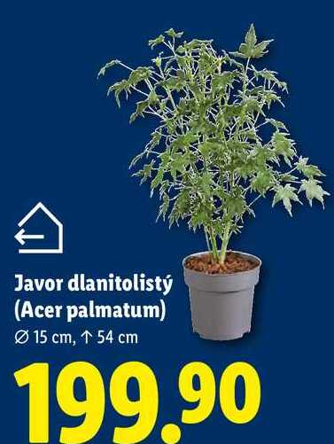 Javor dlanitolistý (Acer palmatum), Ø 15 cm, ↑ 54 cm