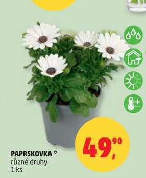 PAPRSKOVKA různé druhy, 1 ks