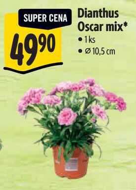 Dianthus Oscar mix*,  1ks 