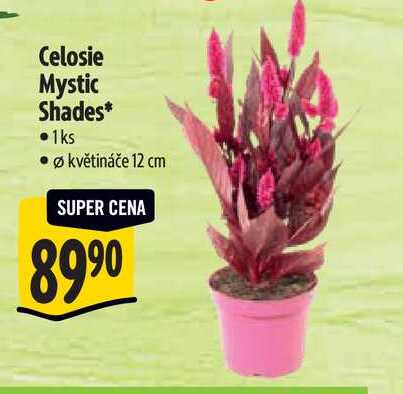 Celosie Mystic Shades, pr. květináče 12 cm 