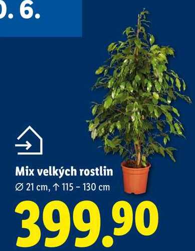 Mix velkých rostlin