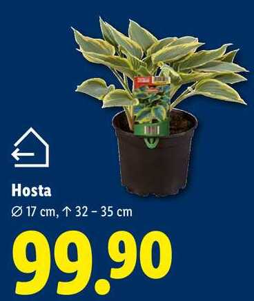 Hosta