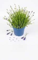 LEVANDULE LÉKAŘSKÁ (LAVANDULA ANGUSTIFOLIA)