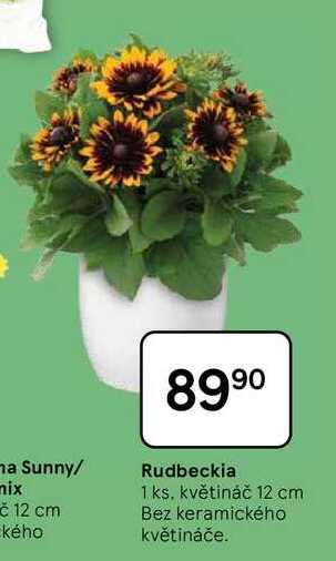 Rudbeckia, 1. ks. květináč 12 cm Bez keramického květináče
