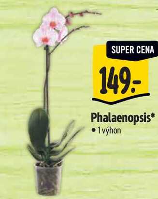 Phalaenopsis